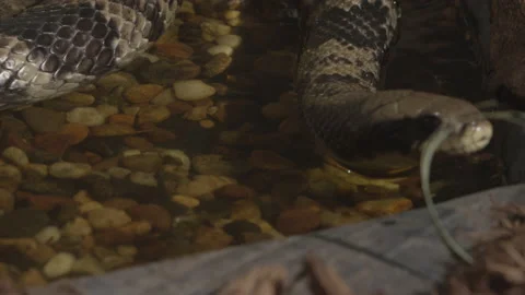 False water cobra slithering in slow motion Stock Footage 170942468