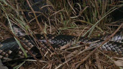False Water Cobra slithering through tall grass in wild Stock Footage 152800882