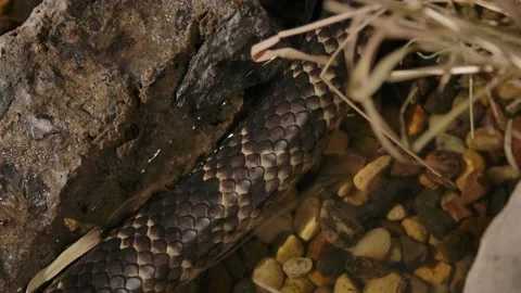 False water cobra slithering through water top view macro slomo Stock Footage 170836725