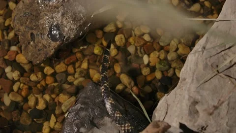 False water cobra tail exiting creek Stock Footage 170836730