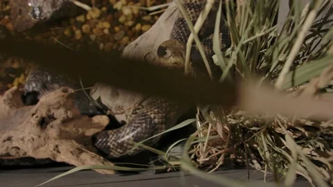 False water cobra trying to exit backyard water feature touches camera Stock Footage 170836745
