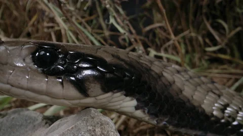 False water cobra in the wild slithers past camera Stock Footage 152853694
