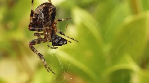 False Widow Spider Eating A Fly In Macro Close Up Stock Footage 스톡 동영상 332773443
