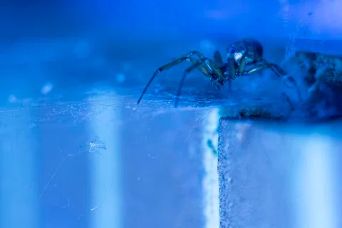 False widow spider Stock-Fotos