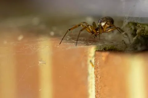 False widow spider Stock Photos