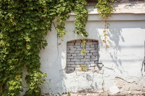 False window on ancient white plastered cracked wall and green parthenocissus. Stock Photos