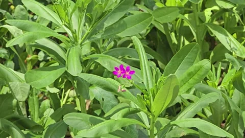 Fame Flower herb blooming in garden. Stock Footage 344876972