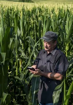 Famer using personal assistant device in corn field 写真素材
