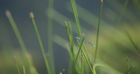 Familiar Bluet Damselfly Stock Footage 245594977
