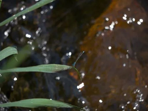 Familiar Bluet damselfly perched on leaf above stream. Stock Photos