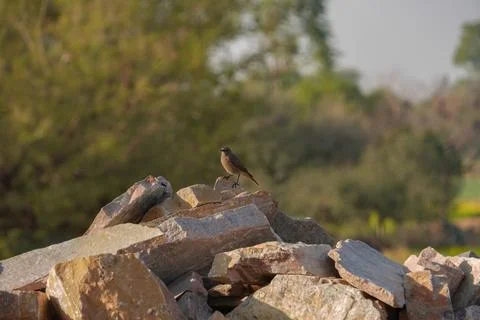 Familiar chat bird Foto stock