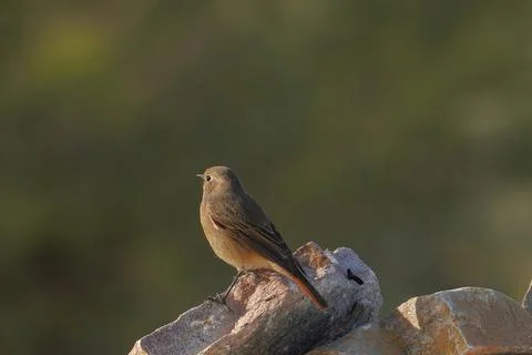Familiar chat bird Stock Photos