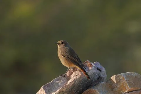 Familiar chat bird Stock Photos