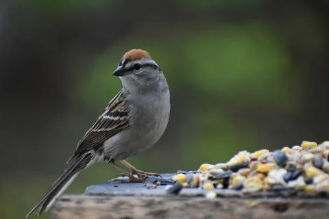 A familiar sparrow at the feeder Foto stock