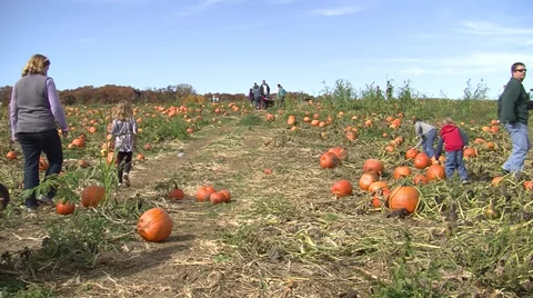 Families picking pumpkins Stock Footage 35743200