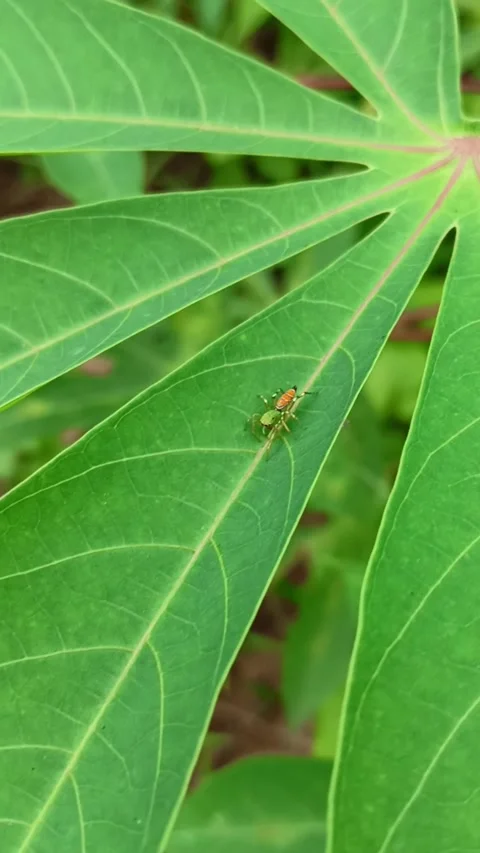 Familly Jumping Spider Stock Footage 232739526