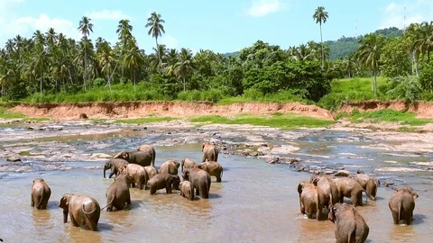Scenic view of Warakapola
