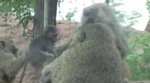 Family of Baboons Video stock 8576990