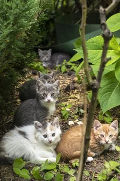 Family of beautiful multicolored cats outdoor. Cat with lovely baby kittens s Stock Photos