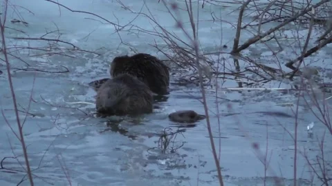 A family of beavers eats branches in the evening while sitting in icy water  Stock-Footage 170590734