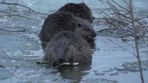 A family of beavers eats branches in the evening while sitting in icy water  Stock-Footage 170590737