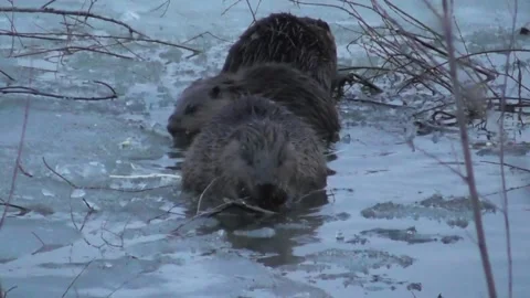 A family of beavers eats branches in the evening while sitting in icy water  Stock-Footage 170590739