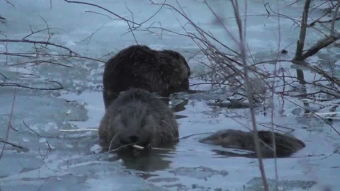 A family of beavers eats branches in the evening while sitting in icy water  Stock-Footage 170590740
