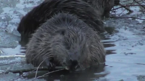 A family of beavers eats branches in the evening while sitting in icy water  Stock-Footage 170590741