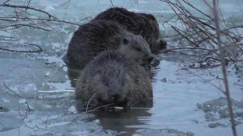 A family of beavers eats branches in the evening while sitting in icy water  Stock-Footage 170590742