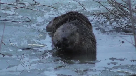 A family of beavers eats branches in the evening while sitting in icy water Video stock 170590746