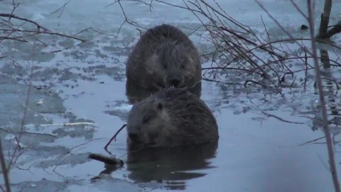 A family of beavers eats branches in the evening while sitting in icy water  Stock-Footage 170590748
