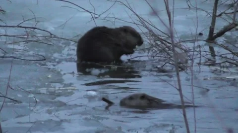 A family of beavers eats branches in the evening while sitting in icy water  Stock-Footage 170590749