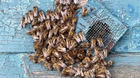 A family of bees close-up Stock Footage 206499688