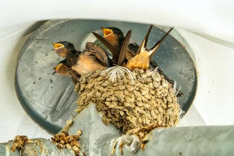 Family of birds at the nest Stock Photos
