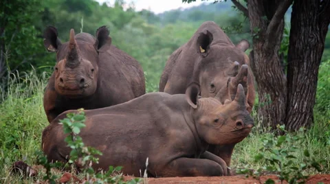 Family of black rhino Stock Footage