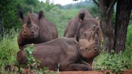 Family Of Black Rhino Stock Footage