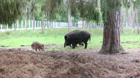 Family of boars Stock Footage 40618084