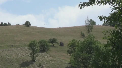 Family buzzards 스톡 동영상 44729312