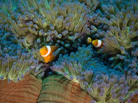 Family of clownfish at home in anenome underwater Stock Photos
