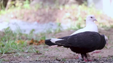 Family couple of pigeons Stock Footage 250280153