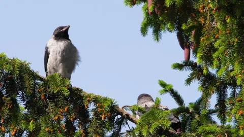 Family of crows on the tree Stock Footage 243789033