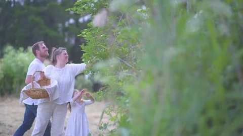 Family cutting elderflowers from tree with pruning shears in park Vidéo 76135286
