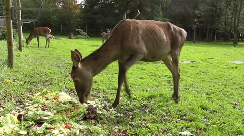 Family of deer. Stock Footage 43103142
