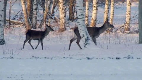 A family of deer walking in the winter forest. Stock Footage 235282950