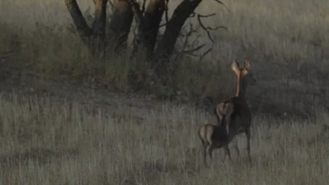 A family of Deers running 스톡 동영상 108731153