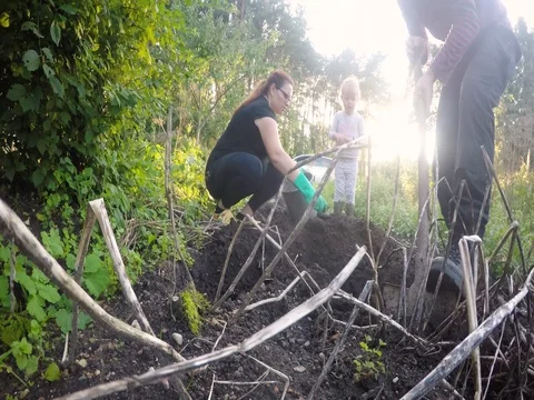 Family diging potatoes 動画素材 79659554