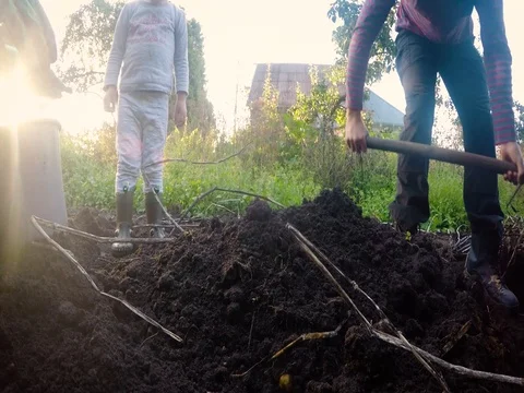 Family diging potatoes 動画素材 79659560