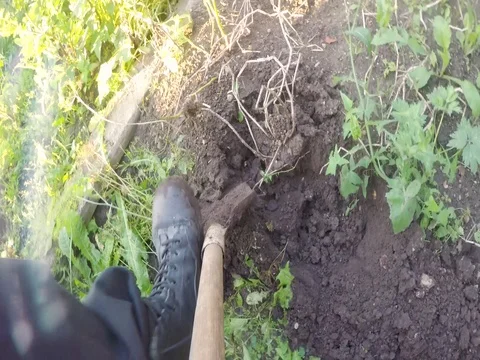 Family diging potatoes 動画素材 79659563