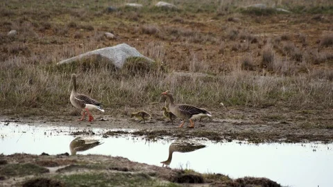 A family with ducklings of grey goose geese entering the water at lake Stock Footage