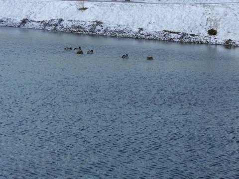 Family of Ducks on a Cold River 動画素材 73548286